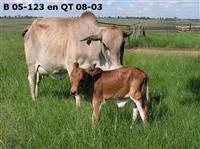 B 05-123 en QT 08-03