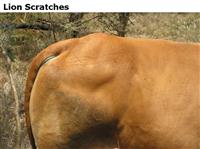 LionScratches