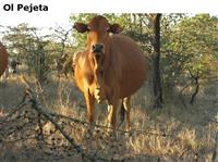 OlPejeta