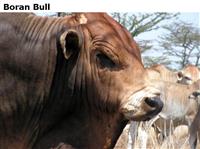 BoranBull