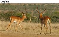 Impala