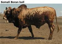 SomaliBoranbull