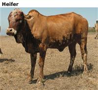 Heifer