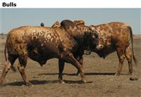 Bulls