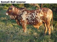 SomaliBullweaner