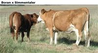 BoranxSimmentaler