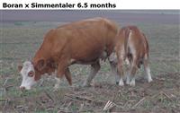 BoranxSimmentaler6.5months