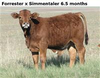 ForresterxSimmentaler6.5months
