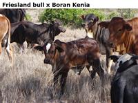 FrieslandbullxBoranKenia