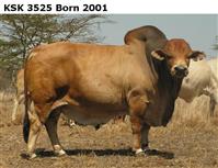 KSK3525Born2001