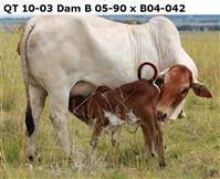 QT 10-03.  B 05-90 x B 04-042
