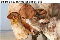 QT 10-04.  TLM 03-56 x B 04-042