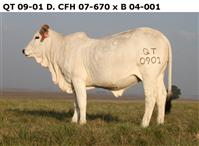 QT 09-01 D.CFH 07-670 x B 04-001