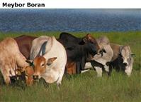 Meybor  Boran