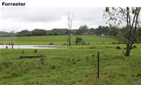 Forrester