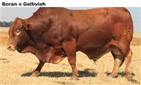 BoranxGelbvieh