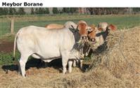 Meybor Borane