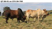 QT 08-01 en CFH 06-760