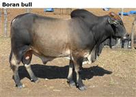 Boranbull