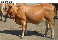 CB09-21