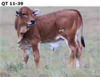 QT 11-39