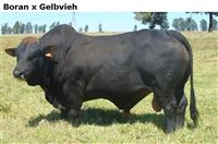 BoranxGelbvieh