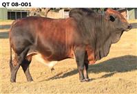 QT 08-001