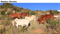 Meybor Borane