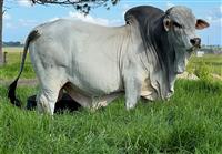 Sire - WIT 17-62 CLOUD