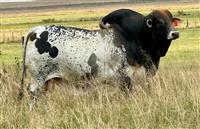 LUD 18-270 ICE (De La Vida)