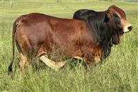 Sire - QT 22-57 HANTAM