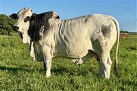 Sire - QT 23-18 PUZZLE