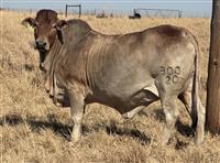 Z JVG 20-300 (Kommersieel)