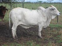 Mutara 8334
