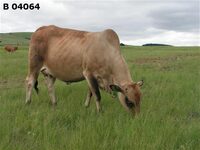 B 04-064
