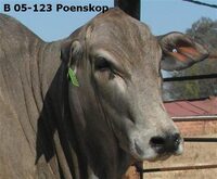 B 05-123 Poenskop