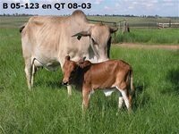 B 05-123 en QT 08-03