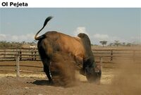 OlPejeta