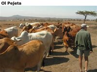 OlPejeta