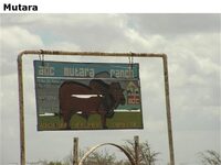 Mutara