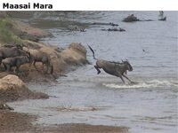 MaasaiMara