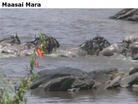 MaasaiMara