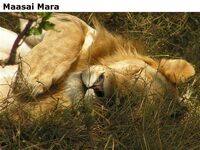 MaasaiMara