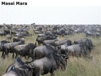 MasaiMara