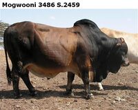 Mogwooni3486S.2459