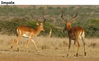Impala