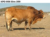 KPO956Sire359