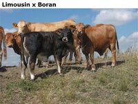 LimousinxBoran