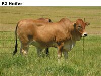 F2Heifer