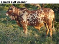 SomaliBullweaner